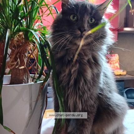 Photo de chat perdu à La Garnache
