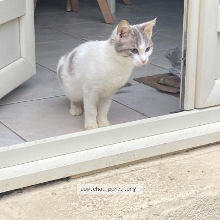 Photo 1/1 Chat retrouvé Perdu à Villeurbanne