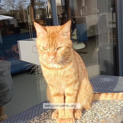 Photo de chat perdu à La Marolle En Sologne