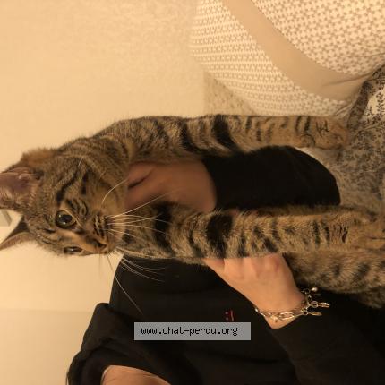 Photo de chat trouvé à Pau