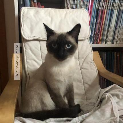 Photo de chat perdu à Porcelette