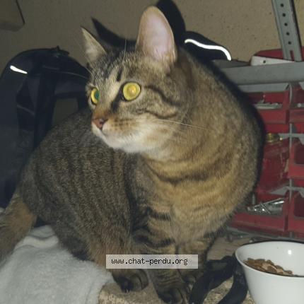Photo de chat trouvé à Saint Aubin D Aubigne
