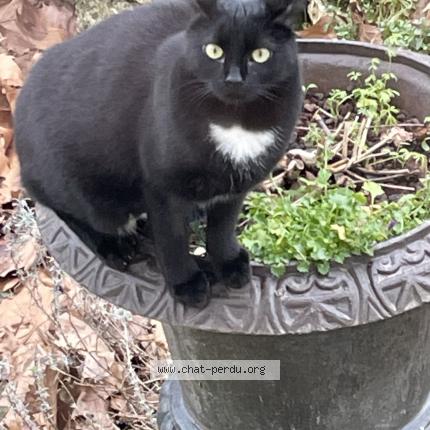 Photo 1/1 ISIS Chat perdu à Yerres