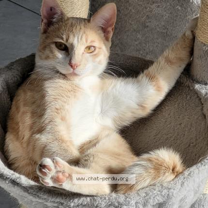 Photo de chat perdu à Prahecq