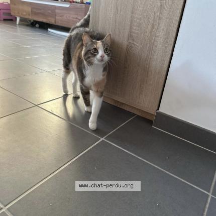 Photo 1/1 Chat retrouvé Perdu à Lunel Viel