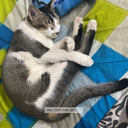 Photo 1/1 Narshima Chat perdu à Hyderabad