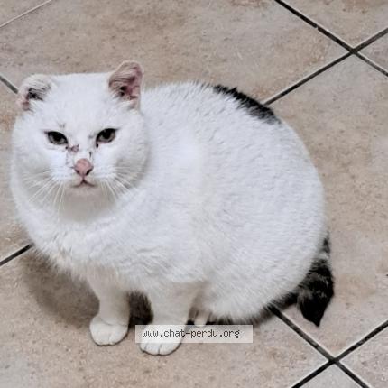 Photo 1/1 Chat retrouvé Perdu à Panazol