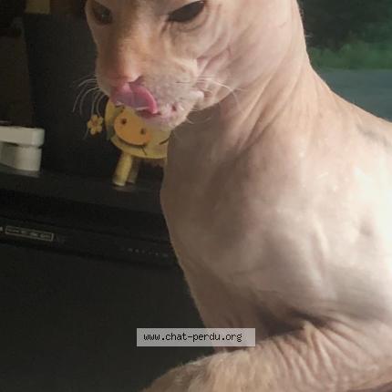 Photo 1/4 petrus Chat perdu à Reims