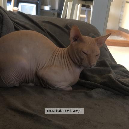 Photo 3/4 petrus Chat perdu à Reims