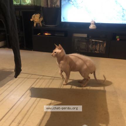 Photo 4/4 petrus Chat perdu à Reims