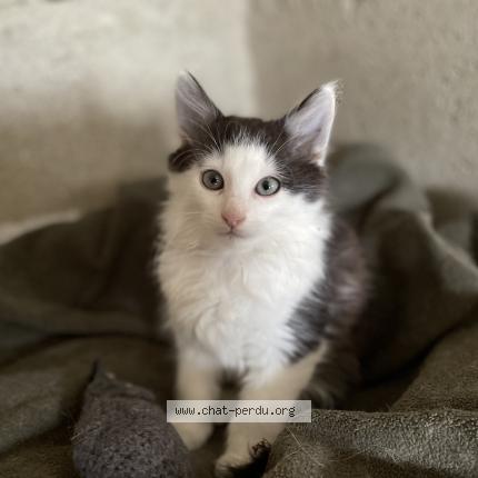 Photo de chat perdu à Luitre