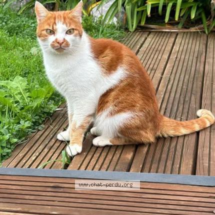 Photo 1/1 Zoulou Chat perdu à Savenes