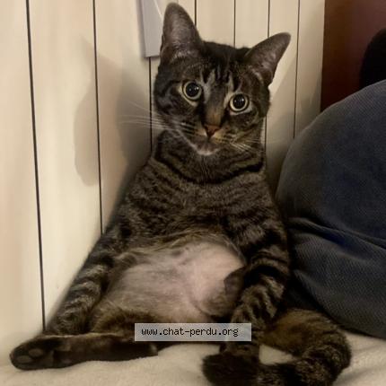 Photo 1/1 Romy Chat perdu à La seyne sur mer