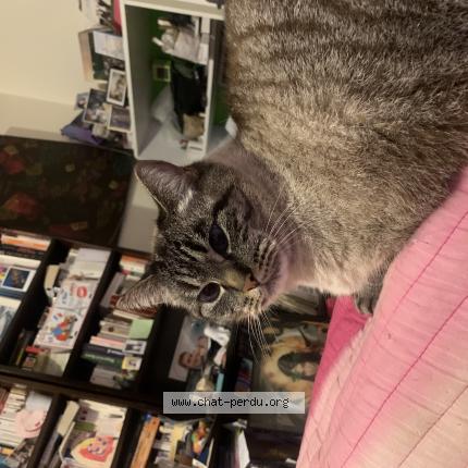 Photo 1/1 Billy Chat perdu à Romille