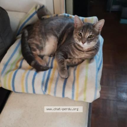 Photo de chat perdu à Dijon