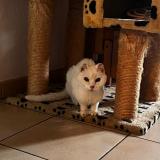 Photo de chat perdu à Pignans