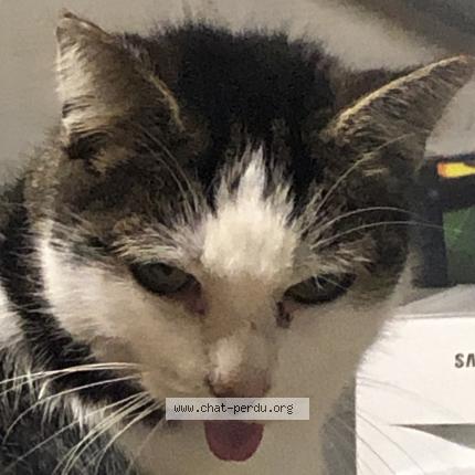 Photo de chat perdu à Cuincy