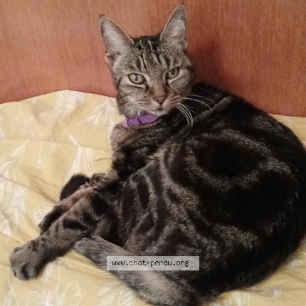 Photo de chat perdu à La Couronne
