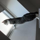 Photo de chat perdu à Kleve