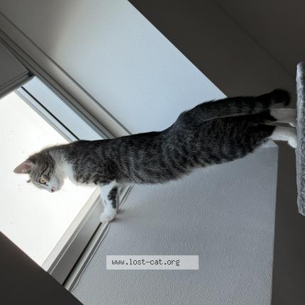 Photo 1/1 Kluska Chat perdu à Kleve