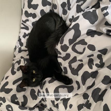 Photo 1/1 Zadig Chat perdu à Ampuis