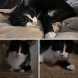 Photo de chat perdu à Mantes La Jolie