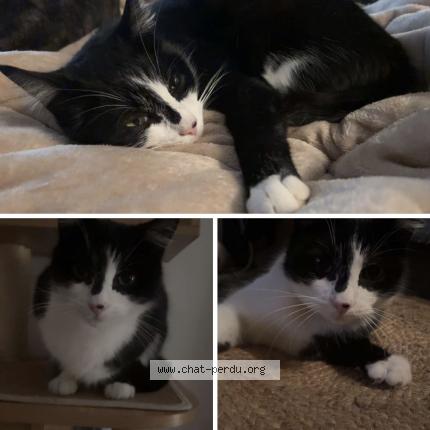 Photo 1/1 Chat retrouvé Perdu à Mantes la jolie