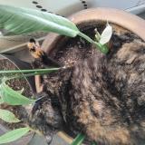 Photo de chat perdu à Besse Sur Braye