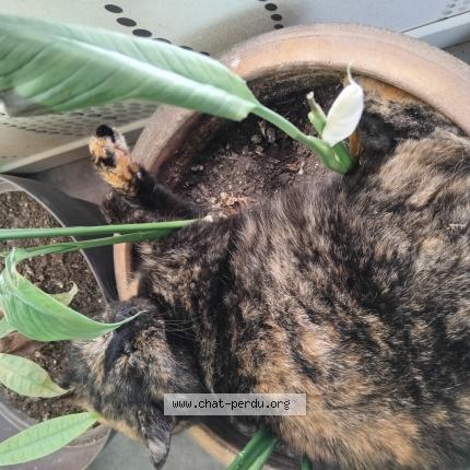 Photo 1/1 Chat retrouvé Perdu à Besse sur braye