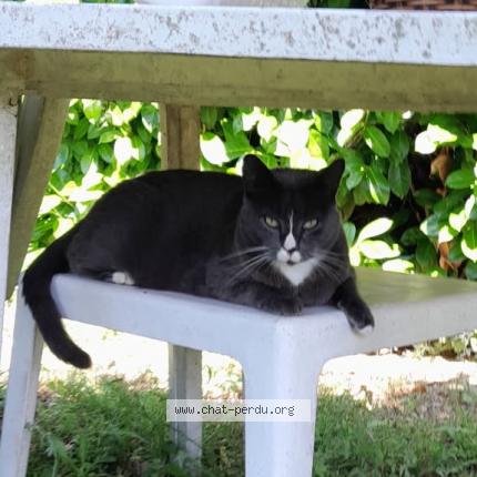 Photo de chat perdu à La Tour Du Crieu