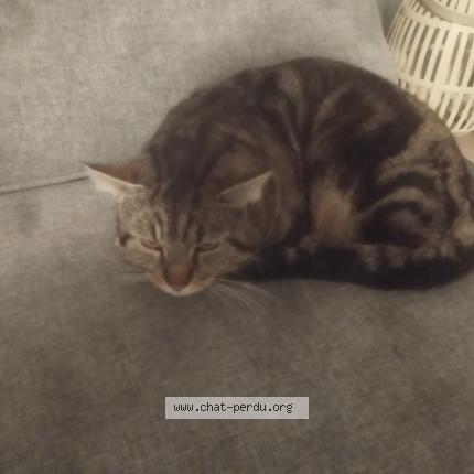 Photo 1/1 Chat retrouvé Trouvé à Vitrolles