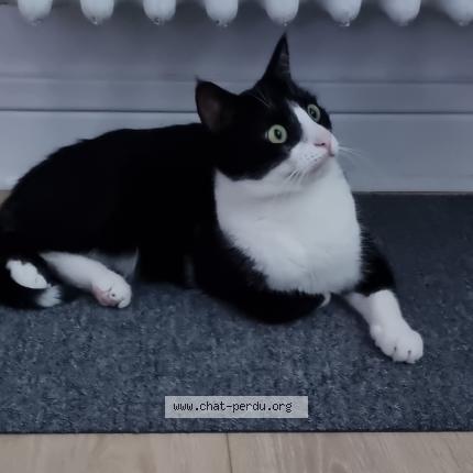 Photo 1/1 Chat retrouvé Perdu à Clamart