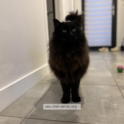 Photo 1/1 Daïko Chat perdu à Landudec