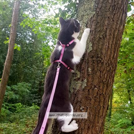 Photo 1/1 Mitoune Chat perdu à Nantes