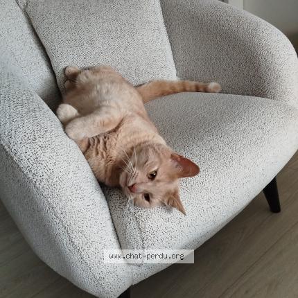 Photo de chat perdu à Lingolsheim