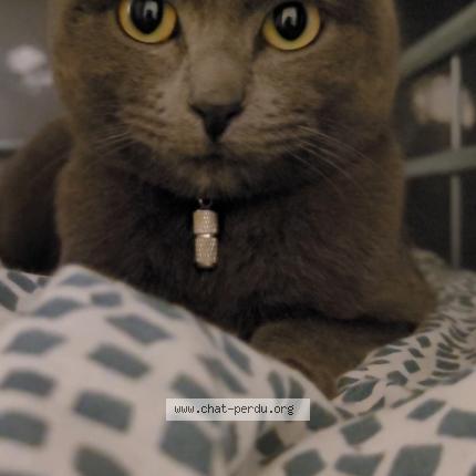 Photo de chat perdu à Viglain