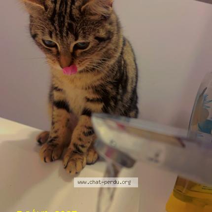 Photo 1/1 Grybouille Chat perdu à Bourg blanc