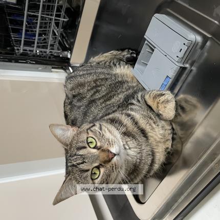 Photo de chat perdu à Le Raincy