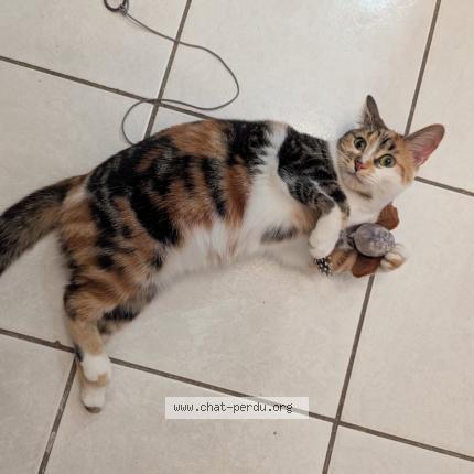 Photo de chat perdu à Chailles