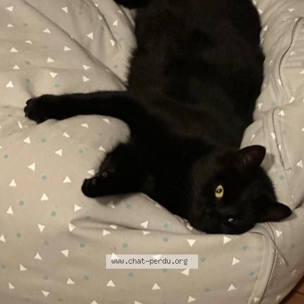 Photo 1/1 Minouch Chat perdu à Wittenheim