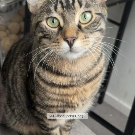 Photo 1/1 Chat retrouvé Perdu à Asnieres Sur Seine