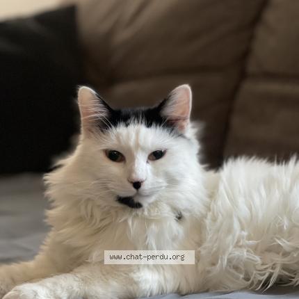 Photo de chat perdu à Mercurey