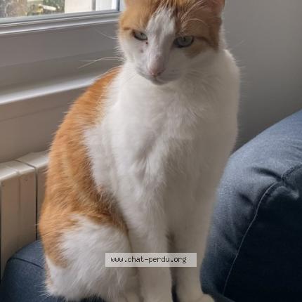 Photo 2/2 Chat retrouvé Perdu à Poitiers