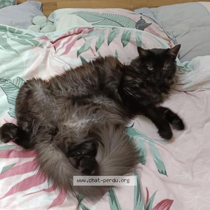 Photo 1/1 Chat retrouvé Perdu à Anglet