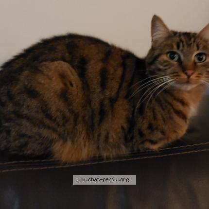 Photo 1/1 Tiki Chat perdu à Montlignon