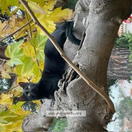 Photo 1/1 VIP Chat perdu à La garde