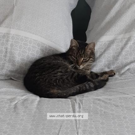 Photo de chat perdu à Etrechy