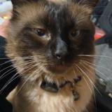 Photo de chat perdu à Surrey Downs