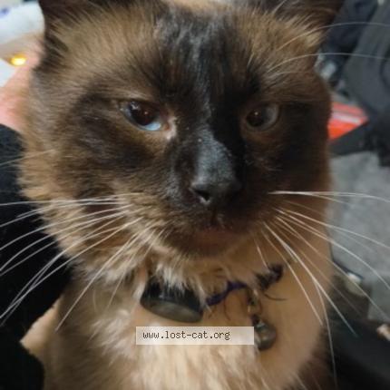 Photo 1/1 Kundii Chat perdu à Surrey downs