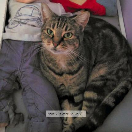 Photo 1/1 Chat retrouvé Perdu à Venette